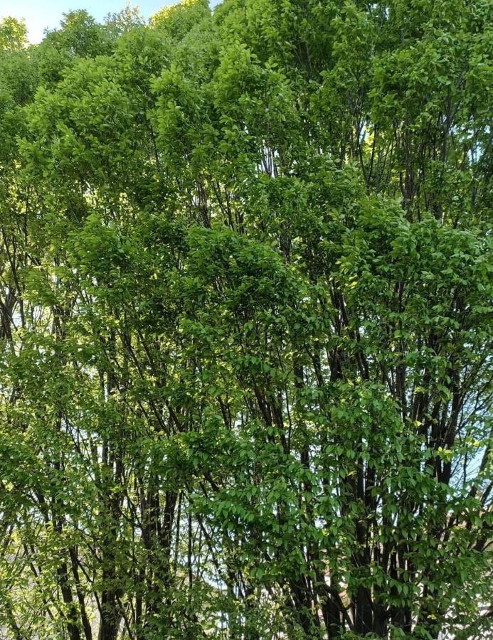Villa Annamaria 卡西诺 外观 照片